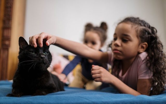 cat